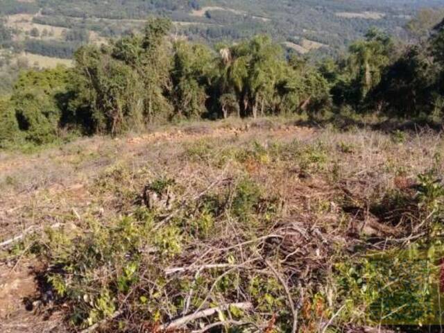#SI0005 - Sítio para Venda em Riozinho - RS - 3