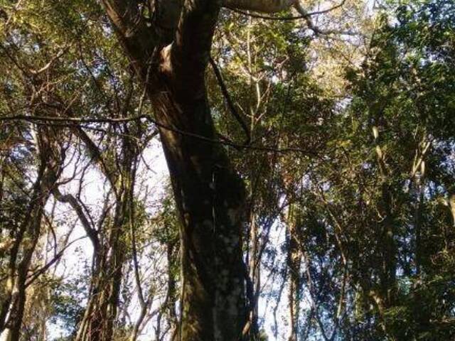 Sítio para Venda em Riozinho - 5