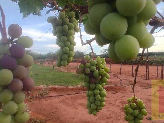 #FA0034-DCI - Fazenda para Venda em Dom Inocêncio - PI - 2