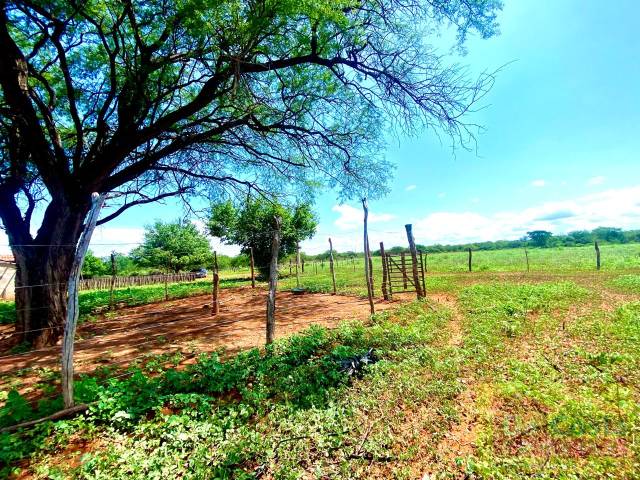 Fazenda para Venda em Dom Inocêncio - 4