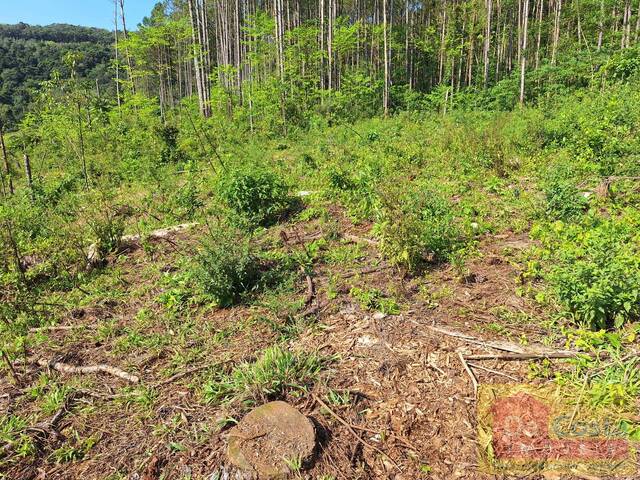 #SI0007-DCI - Sítio para Venda em Riozinho - RS - 3