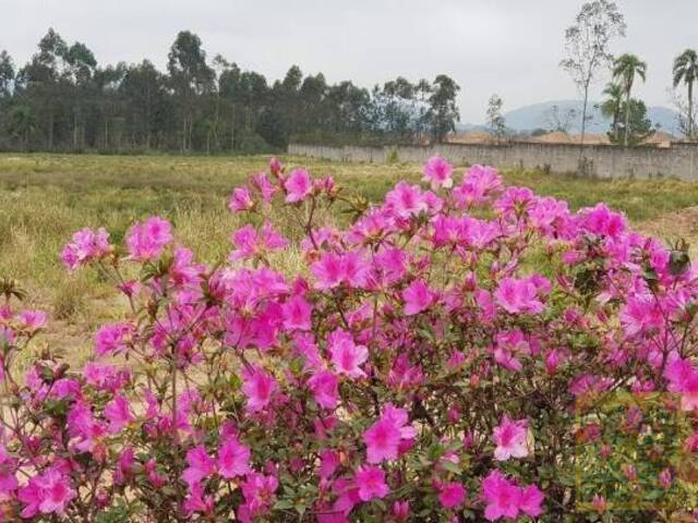 Área para Venda em Araricá - 4