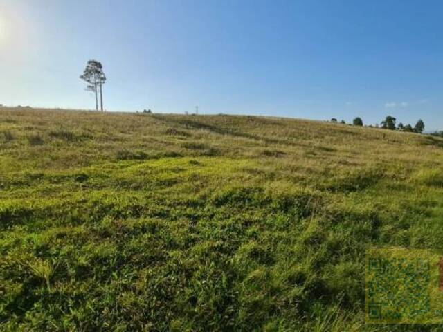 Venda em Porto Palmeira - Araricá