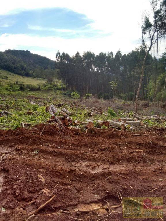 Sítio à venda, 56000 m² por R$ 230.000,00 - Sampaio Ribeiro - Riozinho/RS