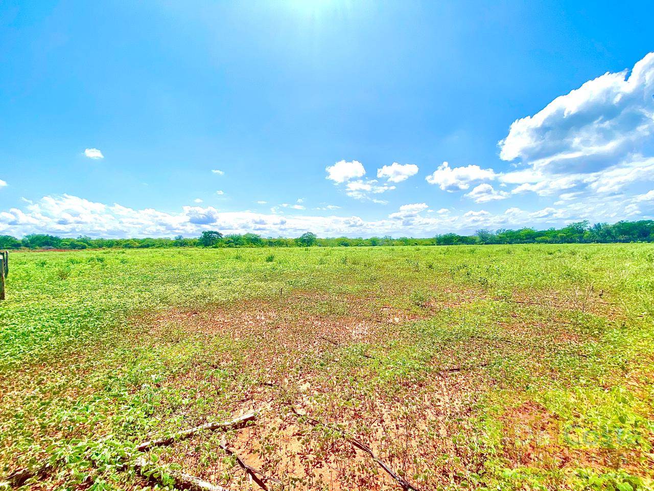 Fazenda - 154 hectares – Toda irrigada-  Dom Inocêncio - PI